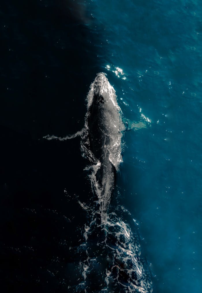 Drone capture of a whale swimming in Cabo San Lucas, showcasing marine life from above.