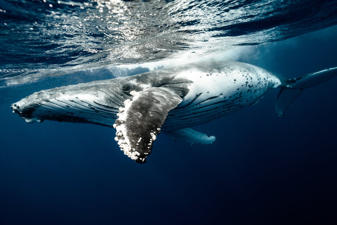 A stunning view of a humpback whale gracefully swimming underwater in the clear blue waters of Tonga.