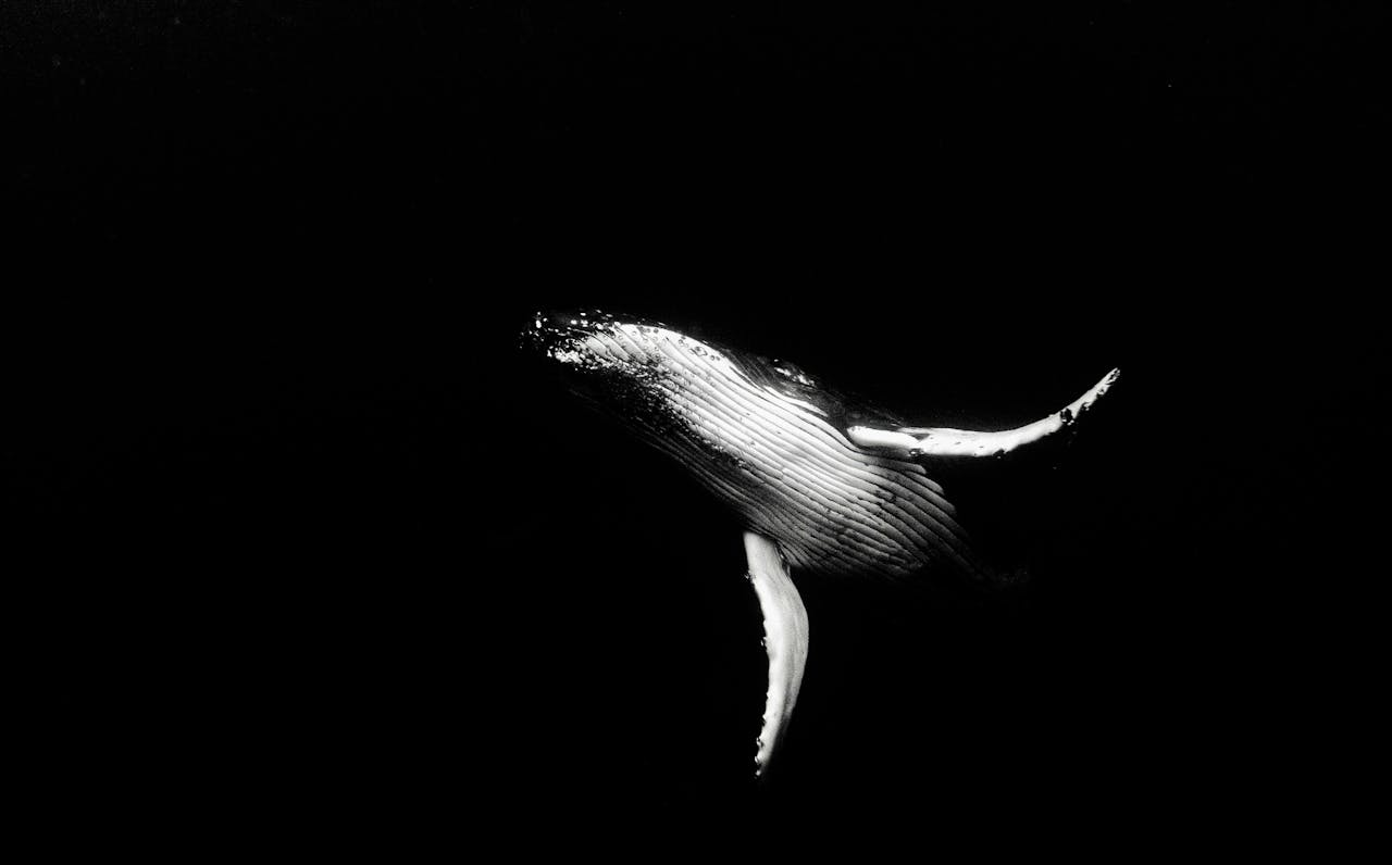 Black and white photograph of a humpback whale swimming gracefully underwater in Tonga.