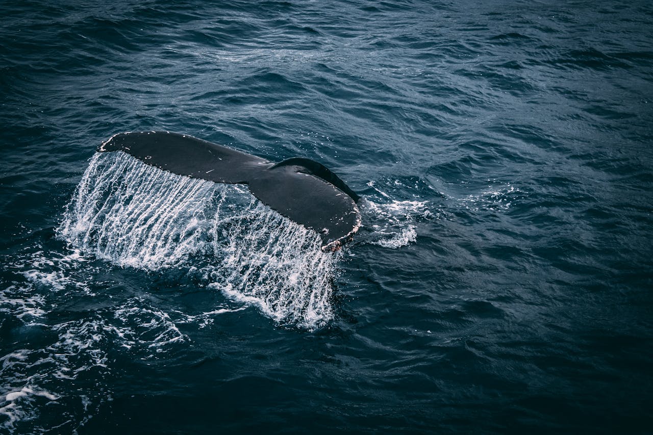 Stunning capture of a whale tail splashing in the deep blue ocean, showcasing marine beauty.